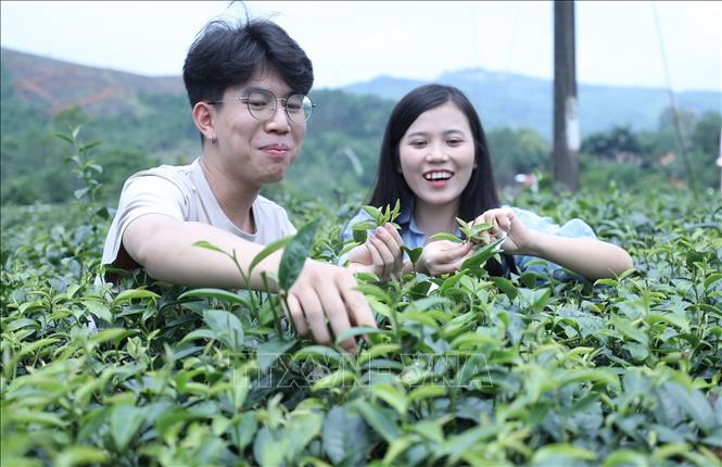 Du khách trải nghiệm công đoạn hái chè sạch tại đồi chè Tre Hóa, thị trấn Nông Trường. Ảnh: Anh Tuấn – TTXVN
