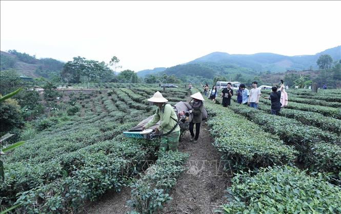 Du khách tham quan cơ giới hóa trong việc thu hái chè tại đồi chè Tre Hóa, thị trấn Nông Trường. Ảnh: Anh Tuấn – TTXVN