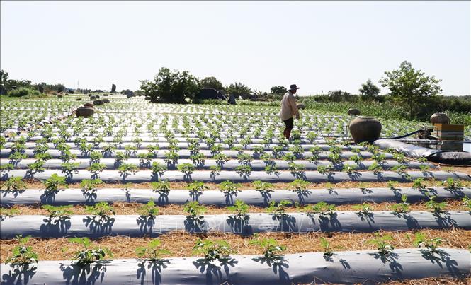 Watermelons are suitable with the climate and well-drained sandy soil in the coastal area of Go Cong, giving out an average yield of 20 - 25 tons per hectare. VNA Photo 
