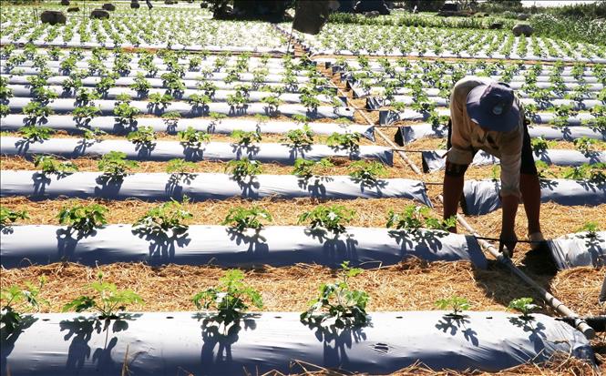 Farmers in Go Cong invest in drip irrigation systems on their watermelon fields to save water. VNA Photo 