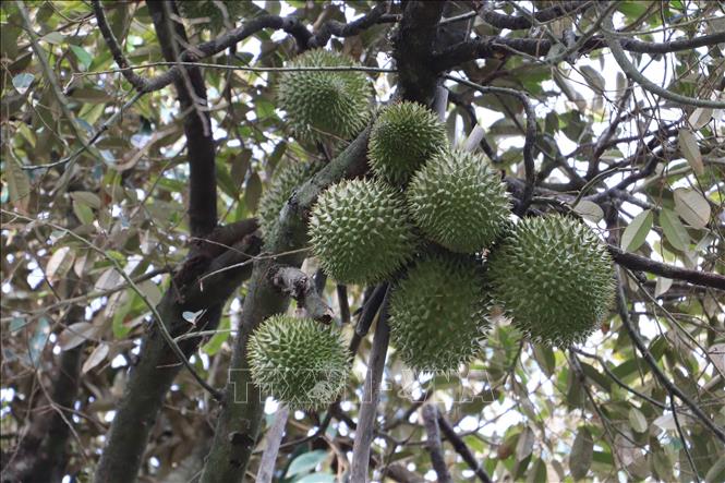 Ripe durians in Cai Lay district, Tien Giang province. VNA Photo
