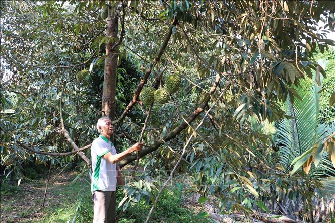 A bumper harvest of durians in Cai Lay district, Tien Giang province. VNA Photo