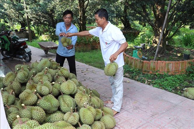 A bumper harvest of durians in Cai Lay district, Tien Giang province. VNA Photo