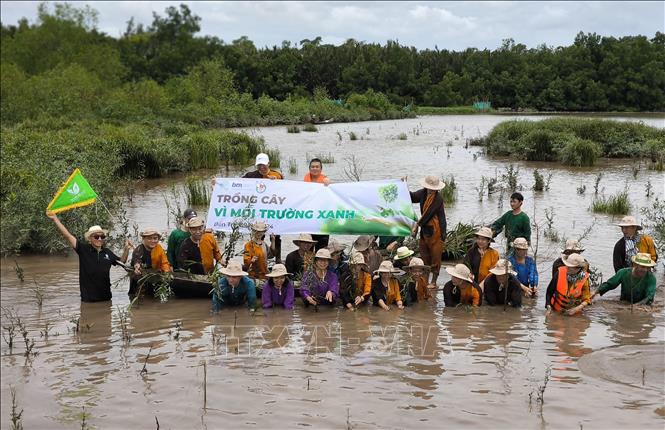 Du khách tham gia trải nghiệm trồng rừng tại bãi bồi trên sông Ba Lai (xã Tân Mỹ, huyện Ba Tri, tỉnh Bến Tre). Ảnh: Huỳnh Phúc Hậu - TTXVN
