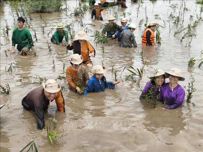 Du khách thích thú khi được trực tiếp gieo mầm xanh tại bãi bồi trên sông Ba Lai (xã Tân Mỹ, huyện Ba Tri, tỉnh Bến Tre). Ảnh: Huỳnh Phúc Hậu - TTXVN