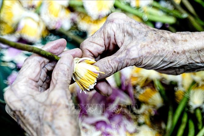Đôi bàn tay nhuốm màu thời gian của cụ Dần vẫn hằng ngày tỉ mỉ thực hiện những công đoạn của nghề ướp trà sen truyền thống. Ảnh: Khánh Hòa - TTXVN