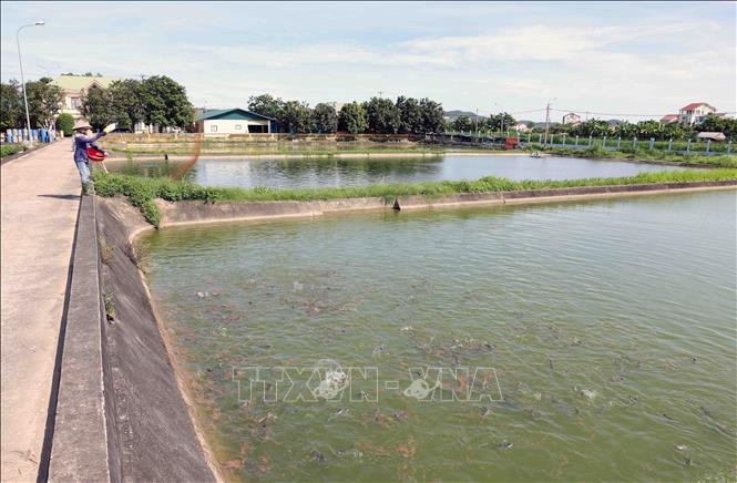 Nghe An breeding stock centre in Dien Chau district, Nghe An province provides 20 million seedlings of shrimp, grass carp and common carp each year to aquaculturists. VNA Photo: Vũ Sinh