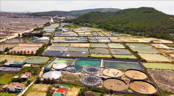 Shrimp cultivation area in Nghe An province is 2,200 hectares, supplying an output of 9,200 tons of shrimp per year. The shrimp cultivation in the province alone has an estimated value of 1,650 billion VND (64.8 million USD) per year. VNA Photo: Vũ Sinh