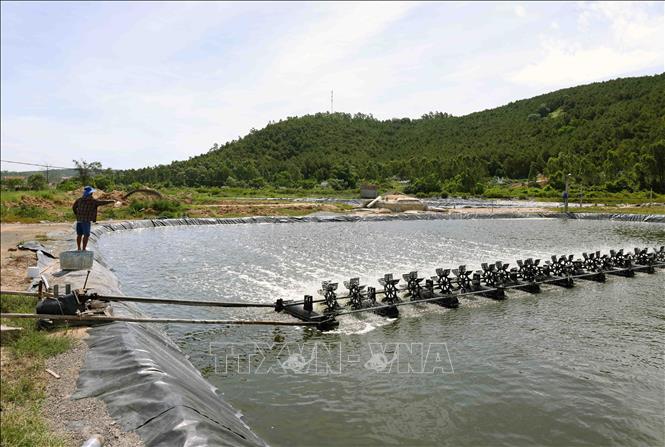 A shrimp cultivation model with applied high technology of aquaculturist Nguyen Dinh Can in Quynh Luu district, Nghe An province. The cultivation area reaches 5,000 square metres, giving an output of 15 tons of shrimps each year. VNA Photo: Vũ Sinh
