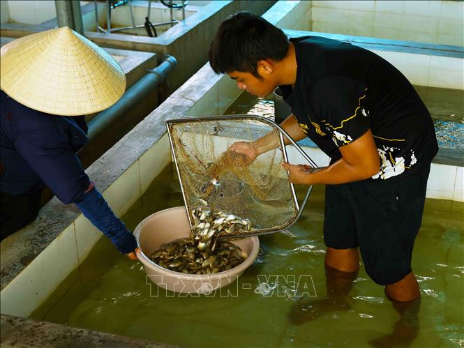 Nghe An breeding stock centre in Dien Chau district, Nghe An province provides 20 million seedlings of shrimp, grass carp and common carp each year to aquaculturists. VNA Photo: Vũ Sinh
