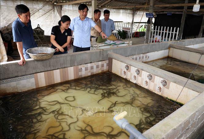 Household of Tran Van Thanh in Yen Thanh district, Nghe An province receives technological transfer from the province’s agricultural extension centre to cultivate eels in cement tanks. VNA Photo: Vũ Sinh