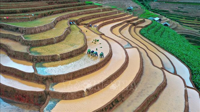 Canh tác nông nghiệp là công việc mưu sinh chính của người dân tộc thiểu số ở Mù Cang Chải. Ảnh: Tuấn Anh - TTXVN

