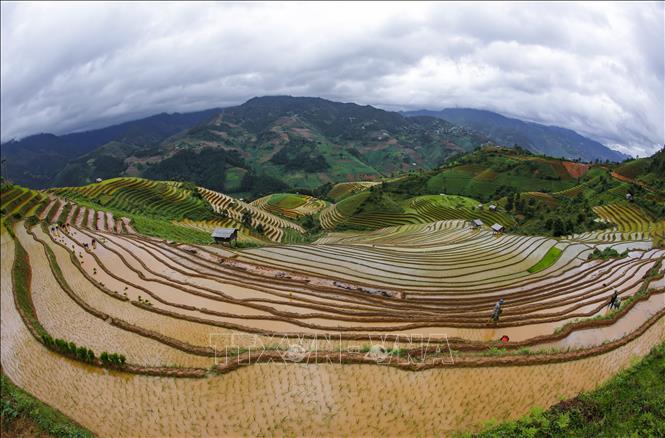 Ruộng bậc thang là một hình thức canh tác độc đáo của đồng bào vùng cao. Ảnh: Tuấn Anh - TTXVN


