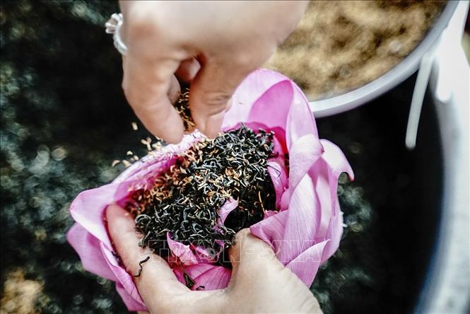 Trà sen ướp xổi được thực hiện bằng cách tách từng cánh sen rồi đổ trà vào giữa, sau rắc thêm 1 ít gạo sen phía trên rồi dùng lạt buộc lại. Ảnh: Khánh Hoà – TTXVN 