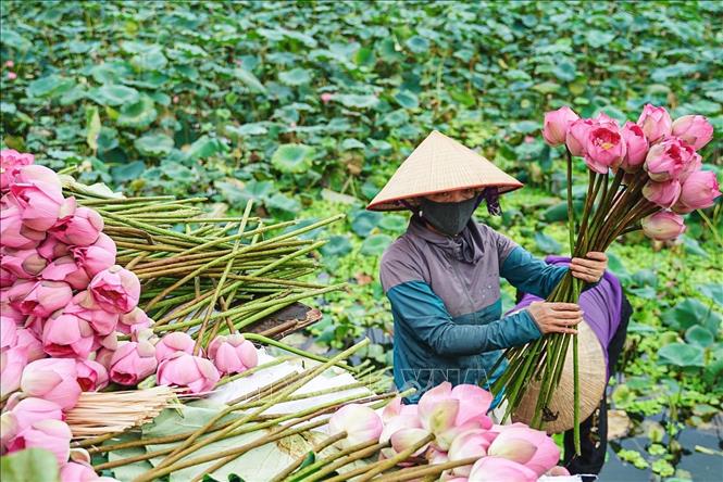Hoa sen Bách Diệp để ướp trà phải được hái vào khoảng thời gian từ 4-5h sáng khi chưa có ánh nắng mặt trời, hoa còn ngậm đủ sương gió của đất trời, đúng độ hàm tiếu, hé miệng sáo, làn hương còn được phong kín bởi những cánh mỏng hồng tươi là thời điểm cho hương tốt nhất. Ảnh: Khánh Hoà – TTXVN