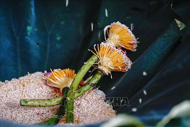 Gạo sen (hay còn gọi là gạo hoa sen) là bộ phận nằm trên bông hoa sen, phần có màu trắng, nhìn giống hạt gạo, nằm trên phần đầu của tua sen là nơi tập trung nhiều hương nhất của hoa sen, được ví như 