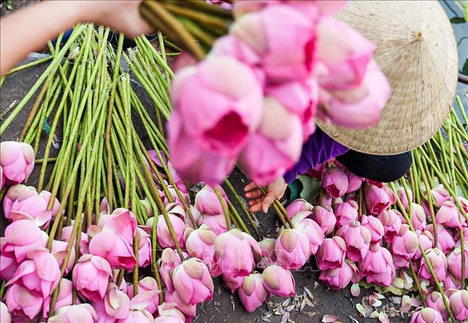 Tự tay lựa chọn cẩn thận từng bông sen Bách Diệp hàm tiếu đúng độ để đem về ướp trà. Ảnh: Khánh Hoà – TTXVN 