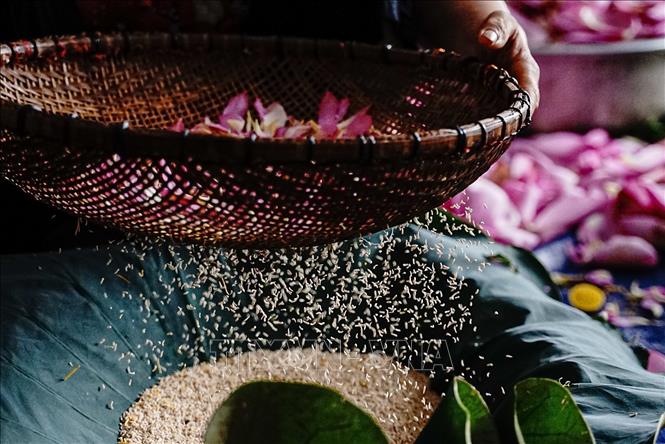 Mỗi lạng gạo sen phải cần 100–120 bông sen. Ảnh: Khánh Hoà – TTXVN