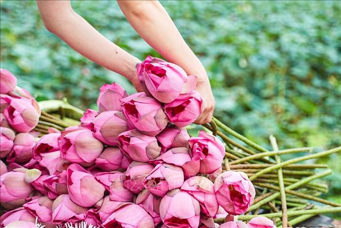 Hoa sen Bách Diệp để ướp trà phải được hái vào khoảng thời gian từ 4-5h sáng khi chưa có ánh nắng mặt trời, hoa còn ngậm đủ sương gió của đất trời, đúng độ hàm tiếu, hé miệng sáo, làn hương còn được phong kín bởi những cánh mỏng hồng tươi là thời điểm cho hương tốt nhất. Ảnh: Khánh Hoà – TTXVN