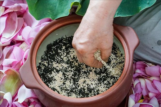 Công đoạn ướp trà sen Hồ Tây cũng khá cầu kỳ, phức tạp, cứ một lượt trà lại rải một lượt gạo sen lên, 2 lạng sen thì đủ để rải đều lên 1kg trà. Ủ 2-3 ngày lại bỏ ra, sấy khô trà, sàng bỏ gạo sen rồi tiếp tục rải lượt gạo sen mới, điều đặc biệt là sấy bằng hơi nước. Để ra một cân chè ướp sen thì phải qua 5-7 lần vào hương như thế thì trà sen mới lên hương, như vậy để cho ra thành phẩm cần 15-21 ngày. Ảnh: Khánh Hoà – TTXVN 