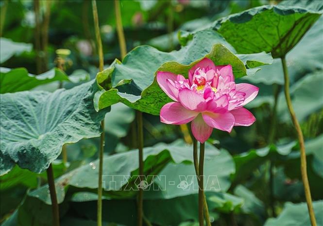 Sen Bách Diệp Hồ Tây từ lâu đã là một giống sen quý bởi bông lớn, khi nở to như hai bàn tay, có trăm cánh, xếp lớp bao bọc lấy nhụy, đài và gạo sen, giữ cho sen một mùi thơm thuần khiết, ngát đượm. Mùa sen ở Hồ Tây bắt đầu từ tháng 5, tháng 6 hằng năm, là mùa duy nhất để các nghệ nhân ở Quảng An, Nhật Tân quận Tây Hồ hái sen về ướp trà. Ảnh: Khánh Hoà – TTXVN 