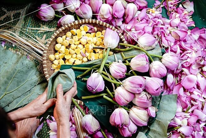 Trà sen bông tuy không cầu kỳ, tinh tế hương sen ngấm vào trà cũng không bằng trà ướp sen truyền thống nhưng cũng có nhiều ưu điểm về thời gian hoàn thành, cung cấp số lượng lớn cho thị trường, người thưởng trà vẫn cảm nhận được vị thơm đặc trưng của sen Bách Diệp Hồ Tây. Ảnh: Khánh Hoà – TTXVN 