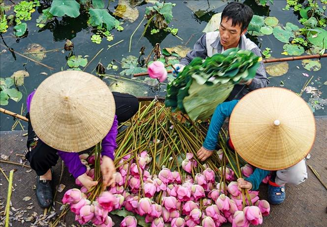 Hoa sen Bách Diệp để ướp trà phải được hái vào khoảng thời gian từ 4-5h sáng khi chưa có ánh nắng mặt trời, hoa còn ngậm đủ sương gió của đất trời, đúng độ hàm tiếu, hé miệng sáo, làn hương còn được phong kín bởi những cánh mỏng hồng tươi là thời điểm cho hương tốt nhất. Ảnh: Khánh Hoà – TTXVN