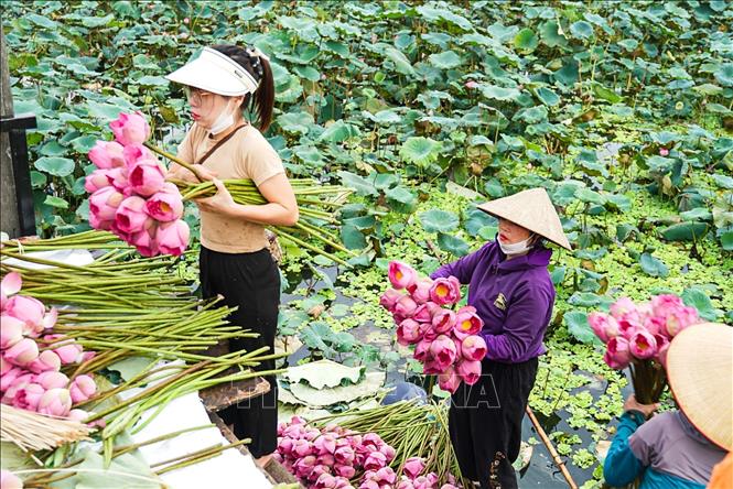 Sen vừa được hái lên khỏi hồ, sẽ được đem về thực hiện ngay các công đoạn ướp để hương của sen được đảm bảo tốt nhất. Ảnh: Khánh Hoà – TTXVN 
