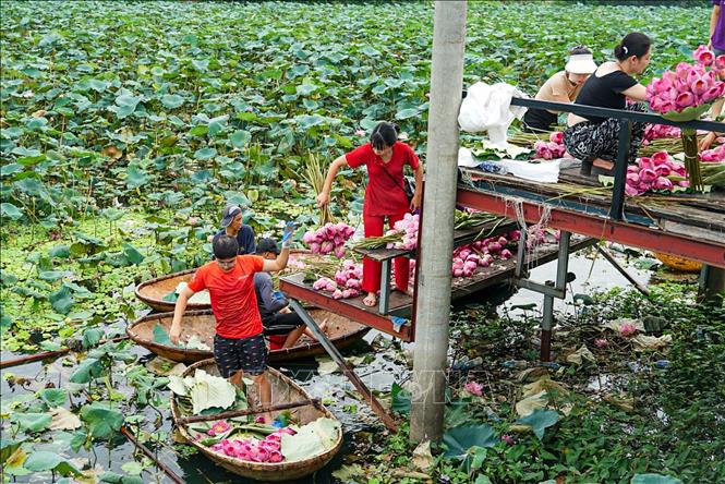 Sen vừa được hái lên khỏi hồ, sẽ được đem về thực hiện ngay các công đoạn ướp để hương của sen được đảm bảo tốt nhất. Ảnh: Khánh Hoà – TTXVN 