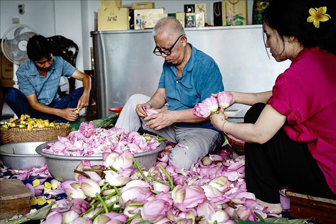 Các công đoạn của việc ướp trà sen được các thành viên trong gia đình chia nhau thực hiện một các tỉ mỉ và nhanh chóng, để có thể kết thúc vào khoảng thời gian trước 10 giờ sáng đảm bảo hương ướp trà là tốt nhất. Ảnh: Khánh Hoà – TTXVN 