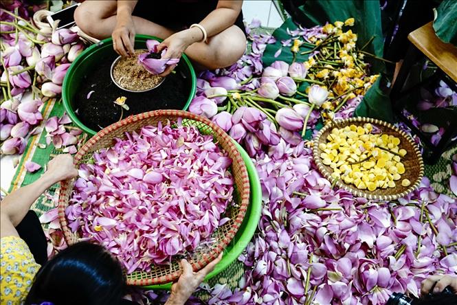 Cánh sen sau khi được tách cũng được sàng kĩ càng để chắt lọc những hạt gạo sen còn sót lại. Ảnh: Khánh Hoà – TTXVN 