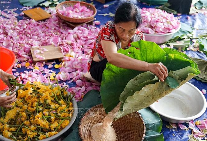 Mỗi lạng gạo sen phải cần 100–120 bông sen. Ảnh: Khánh Hoà – TTXVN