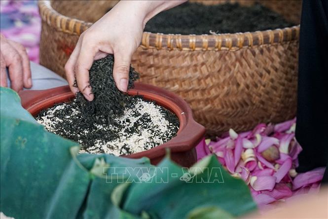 Trà để ướp sen phải là trà móc câu thượng hạng hợp với hương sen, tuỳ mỗi nhà ướp sẽ chọn ở các vùng nguyên liệu khác nhau, chủ yếu là trà khô chất lượng cao của Thái Nguyên, Hà Giang hoặc Phú Thọ. Ảnh: Khánh Hoà – TTXVN
