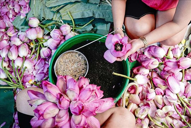 Ngoài trà sen ướp truyền thống Tây Hồ, trà sen bông hay trà sen ướp xổi cũng được các nhà ướp sen truyền thống ở phường Quảng An làm để phục vụ nhu cầu của khách hàng. Ảnh: Khánh Hoà – TTXVN
