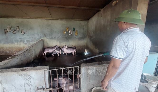 Ông Nguyễn Văn Cảnh (63 tuổi, xã Bắc Sơn) là một trong số các hộ vùng biên Móng Cái có thu nhập khoảng 100 triệu đồng/năm từ phát triển kinh tế hộ. Ảnh: Thanh Vân-TTXVN 
