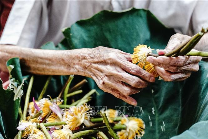 Marinating tea with lotus must be done quickly. The first step of plucking lotus anther is an art because if done slowly, the lotus scent will disappear. VNA Photo: Khánh Hòa