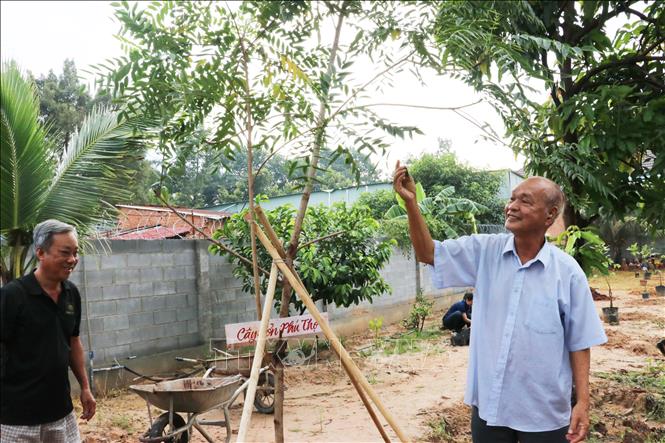 Nghệ nhân Năm Tịnh (tên thật: Trương Quan Tịnh, phải) bên cây sơn Phú Thọ mới được trồng. Ảnh: Dương Chí Tưởng-TTXVN
