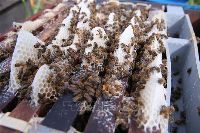 Mật ong rừng ngập mặn có chất lượng cao, sạch và thơm ngon bổ dưỡng. Ảnh: Công Luật - TTXVN