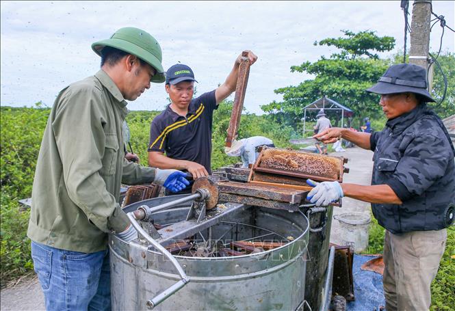 Công đoạn quay mật (thu hoạch mật ong). Ảnh: Công Luật - TTXVN

