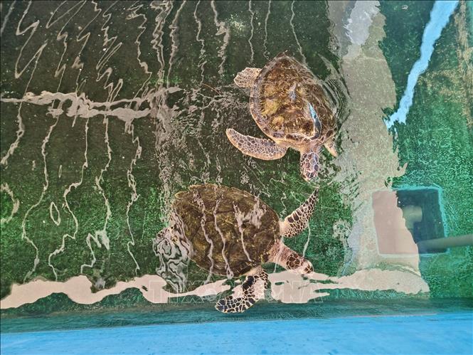 A turtle rescue centre inside Nui Chua national park in Ninh Hai district, Ninh Thuan province. VNA Photo: Nguyễn Thành