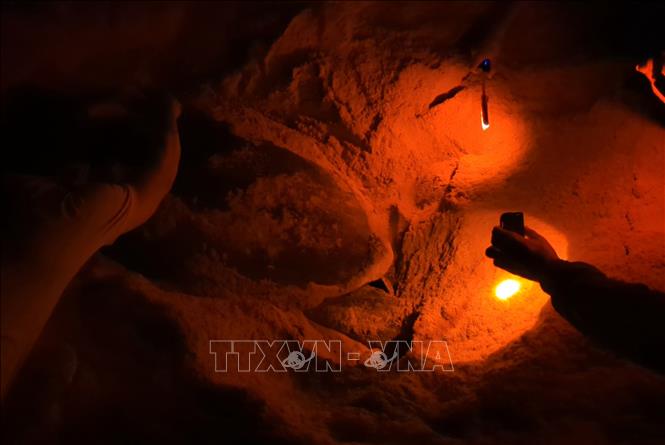 Locals and park rangers of Nui Chua national park protect sea turtles laying eggs inside the marine reserve. VNA Photo