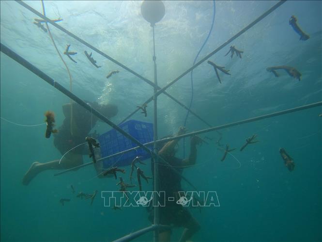 Coral propagation at the marine reserve inside Nui Chua national park, Ninh Hai district, Ninh Thuan province. VNA Photo