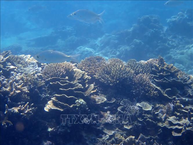 A coral reef ecosystem inside the marine reserve of Nui Chua national park, Ninh Hai district, Ninh Thuan province. VNA Photo