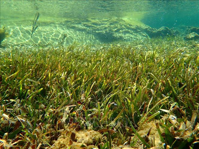 The seagrass ecosystem in the marine reserve of Nui Chua national park, Ninh Hai district, Ninh Thuan province. VNA Photo