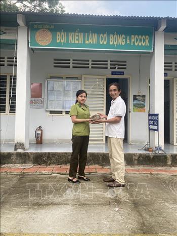 Ông Võ Xuân Mỹ, ngụ tại khu phố Hiệp Định, phường Hiệp Tân, thị xã Hòa Thành, tỉnh Tây Ninh đã tự đến Đội Kiểm lâm cơ động và Phòng cháy chữa cháy rừng để giao nộp 1 cá thể Tê Tê Java, trọng lượng 0,5 kg. Ảnh: TTXVN phát