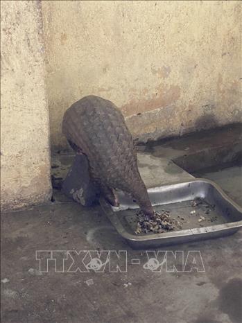 Cá thể Tê Tê được nuôi nhốt tại Chi cục Kiểm lâm Tây Ninh sau khi tiếp nhận giao nộp từ người dân. Ảnh: TTXVN phát