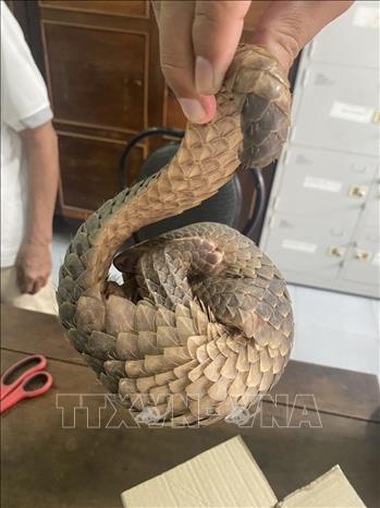 Cá thể tê tê có trọng lượng 0,5kg được người dân giao nộp. Ảnh: TTXVN phát