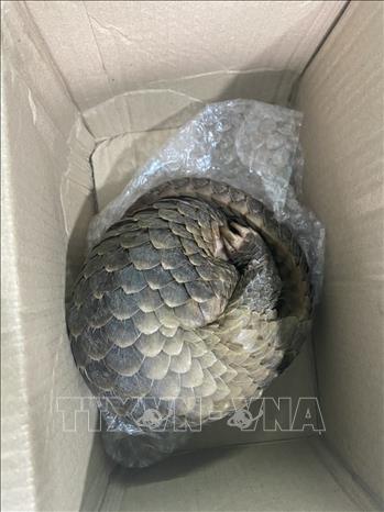 Cá thể tê tê có trọng lượng 3,1kg được người dân giao nộp. Ảnh: TTXVN phát