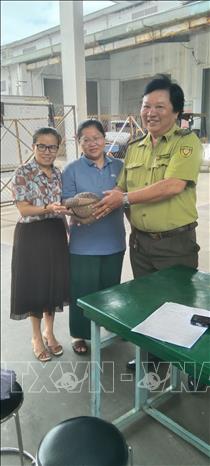 Đại diện Công ty TNHH Thương mại Thế Kỷ Vàng tự nguyện giao nộp 1 cá thể tê tê Java, trọng lượng 3,1kg. Ảnh: TTXVN phát