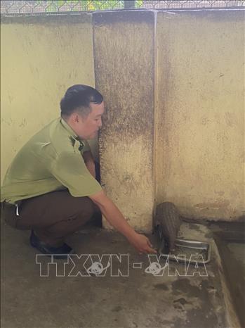 Cá thể Tê Tê được nuôi nhốt tại Chi cục Kiểm lâm Tây Ninh sau khi tiếp nhận giao nộp từ người dân. Ảnh: TTXVN phát